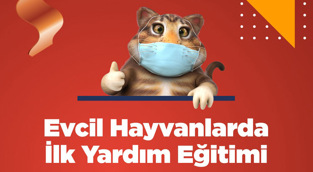 First Aid Training for Pets