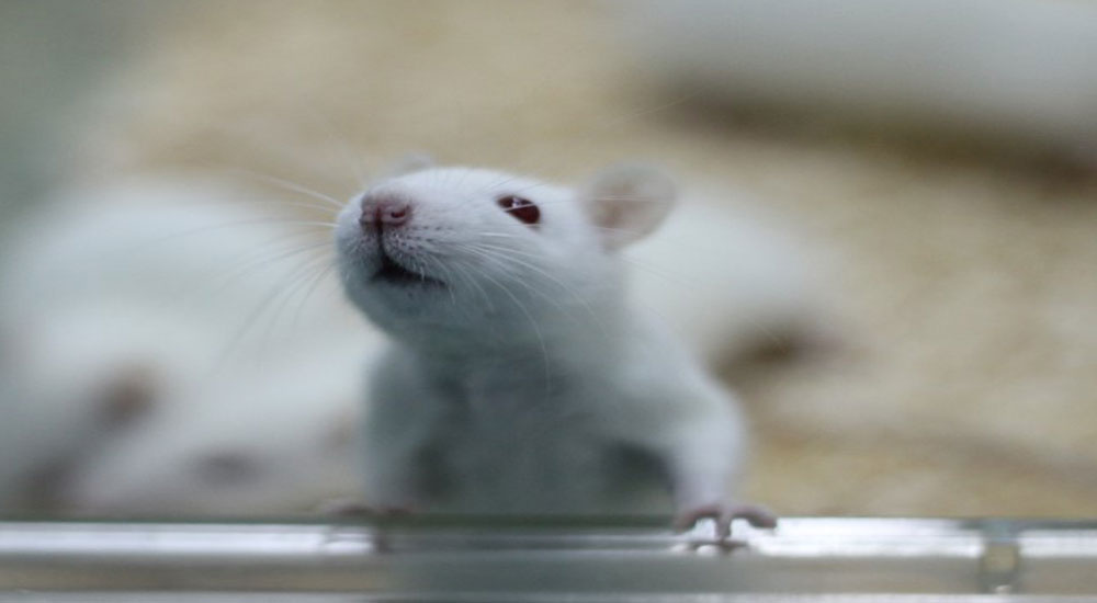 Training Program For Certificate On The Use Of Experimental Animals