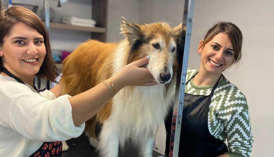 1.Seviye Pet Kuaför Eğitimlerimiz Tamamlandı.