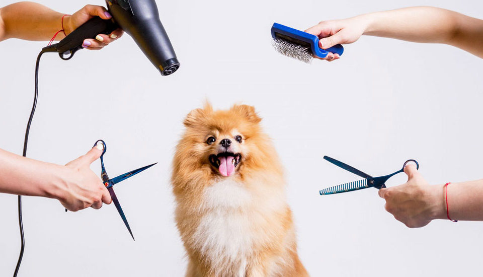 Evcil Hayvan Kuaförlüğü Eğitimi