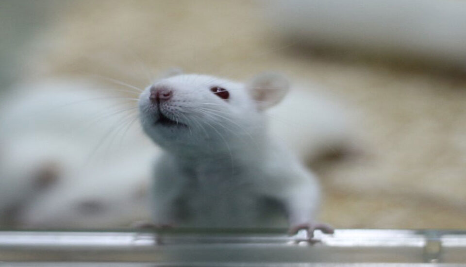 Deney Hayvanları Kullanım Sertifikası Eğitim Programı Başlıyor.