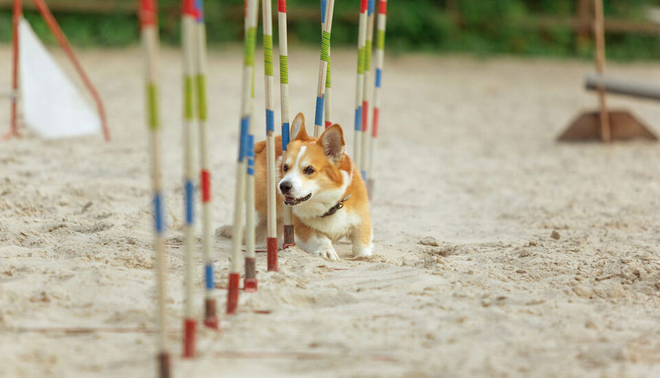 Köpek Eğitim Uzmanlığı Eğitimi 1.Seviye Basic Program Eğitimimiz Başlıyor