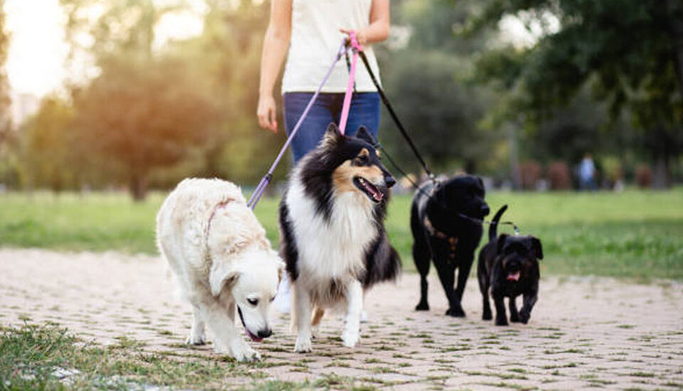 Köpek Eğitmenliği ve Köpek Bakıcılığı Eğitimlerimiz başlıyor