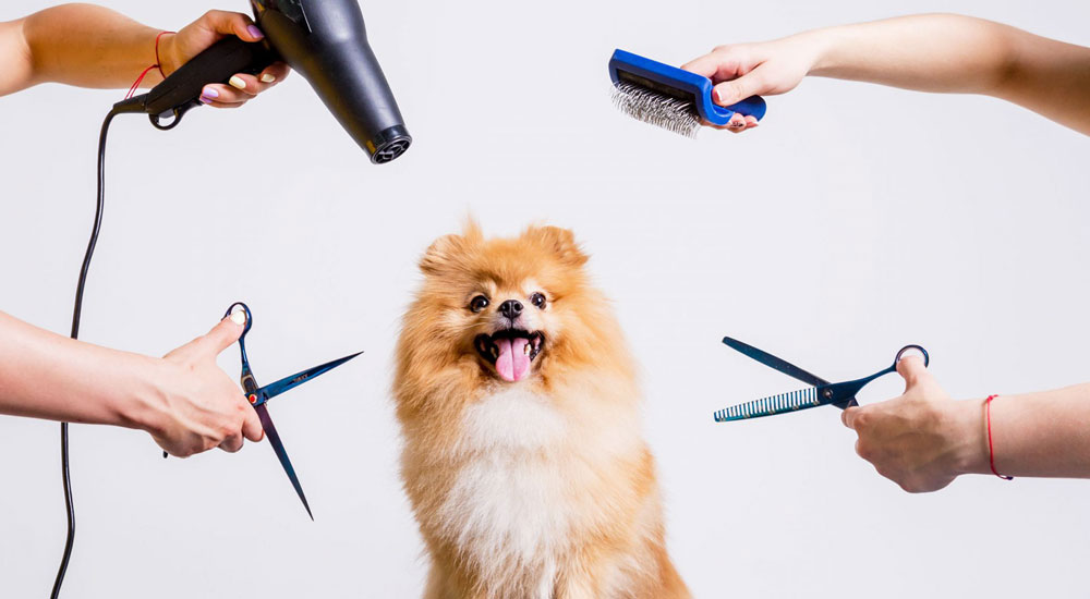 1. Seviye Pet Kuaförlüğü Eğitimi (Ankara)